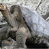 Fallece "El Solitario George", ultima tortuga de su especie