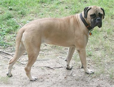 bull massive dog. The best guard dog - Bull