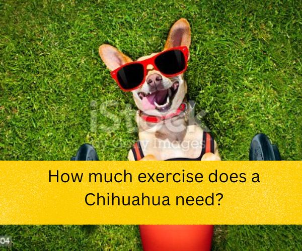 chihuahua exercise,  can a chihuahua walk 5 miles,  walking chihuahua in winter,  chihuahua exercise equipment,  daily routine for a chihuahua,  how many miles can a chihuahua walk,  how often should i take my chihuahua out to pee