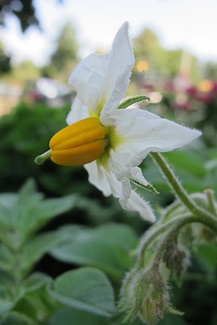 de mooiste foto's uit mijn tuin - juli 2013