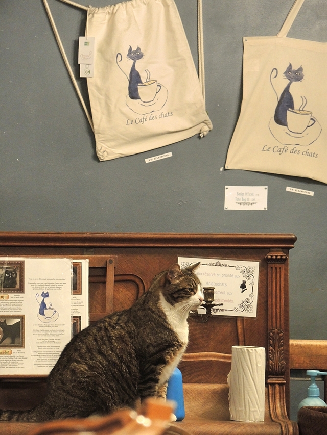 Parijs: pelsen vriendjes en een blind date in het kattencafé