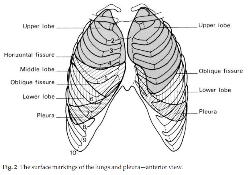 Ribs Surface Anatomy Human Body Anatomy