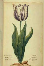 Tulip Mania, Tulip Fever, First economic bubble in the history of finance and capital markets, Invest, Investing, Investment, Stock market