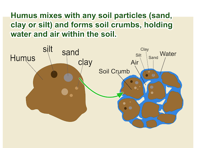 Humus mixes with sand, clay or silt and forms soil crumb structure