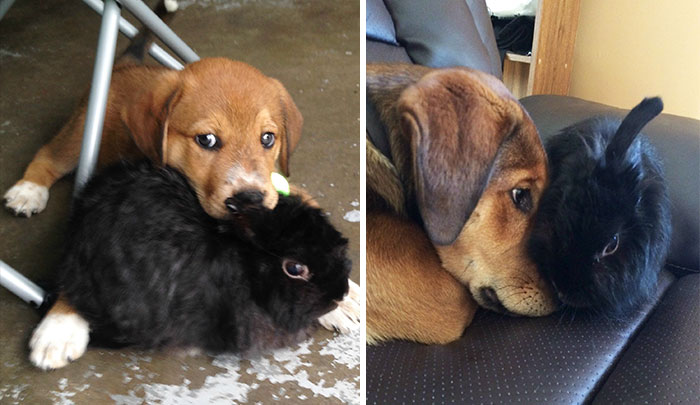 50 Heart-Warming Photos of Animals Growing Up Together - Still Best Friends