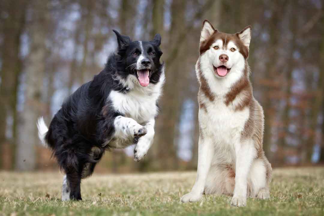 Border Collie croisé Husky: ce chien croisé est-il celui qu'il vous faut?