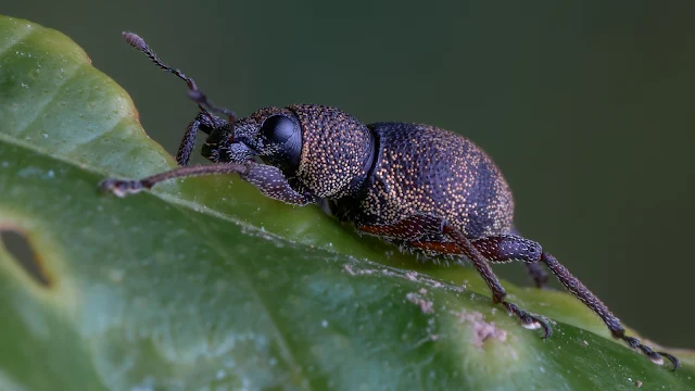 This weevil shot can be processed many ways. This is take one and it is a fine shot. Take two is better