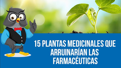 http://consaludtoday.blogspot.com/2016/08/plantas-medicinales-aruinar-farmaceutica.html