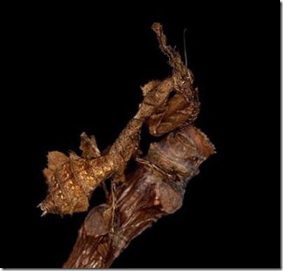 clip_image003