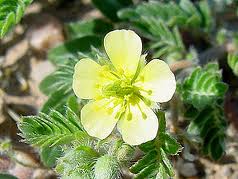 TRIBULUS TERRESTRIS