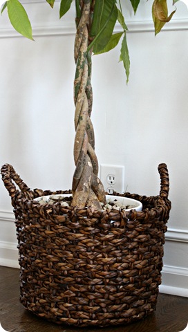 plants in baskets