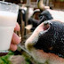 El por qué la leche pasteurizada está destruyendo tu salud