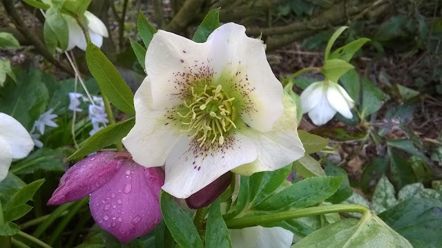 Hellebores flower in early Spring-life between the flowers Britain's best gardening blogs