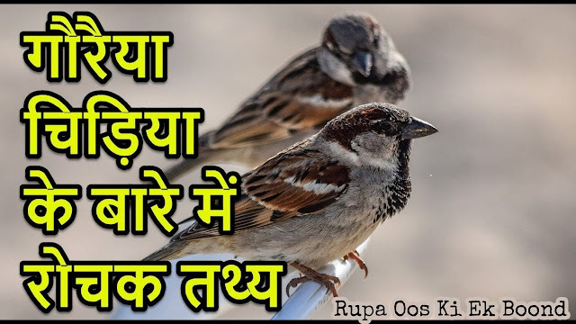 गौरैया (Gauraiya)/ Sparrow