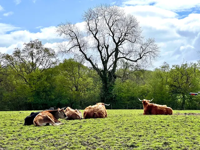 2 highland, 2 jersey and a dexter cow sitting in a field