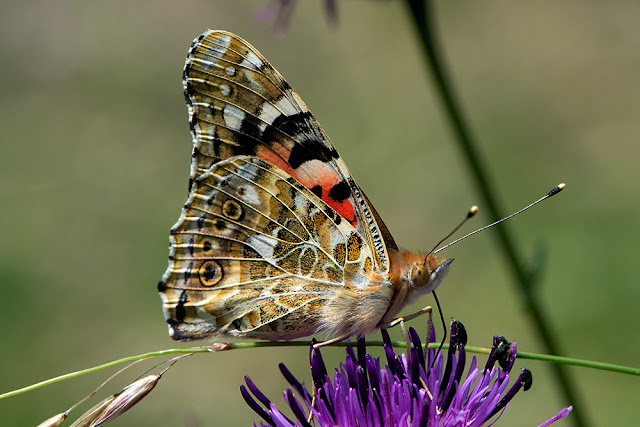 Vanessa cardui the Painted Lady butterfly