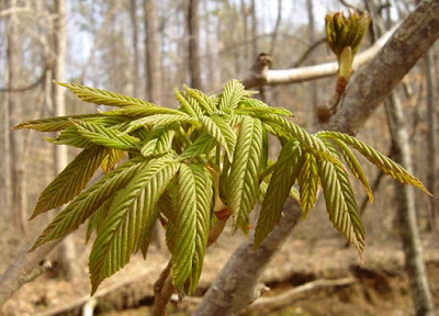 Aesculus sylvatica 48 hours later