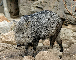 collared peccary