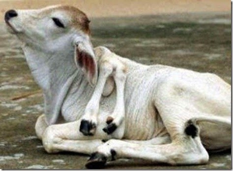 cow-600x385
