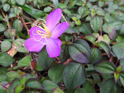 蔓性野牡丹的花