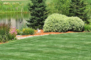 visit this website for lawn care tips