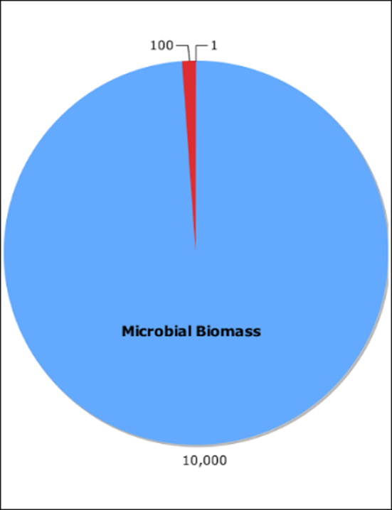 Especies dominantes en el planeta Tierra. En términos de biomasa, este sigue siendo un mundo de bacterias.