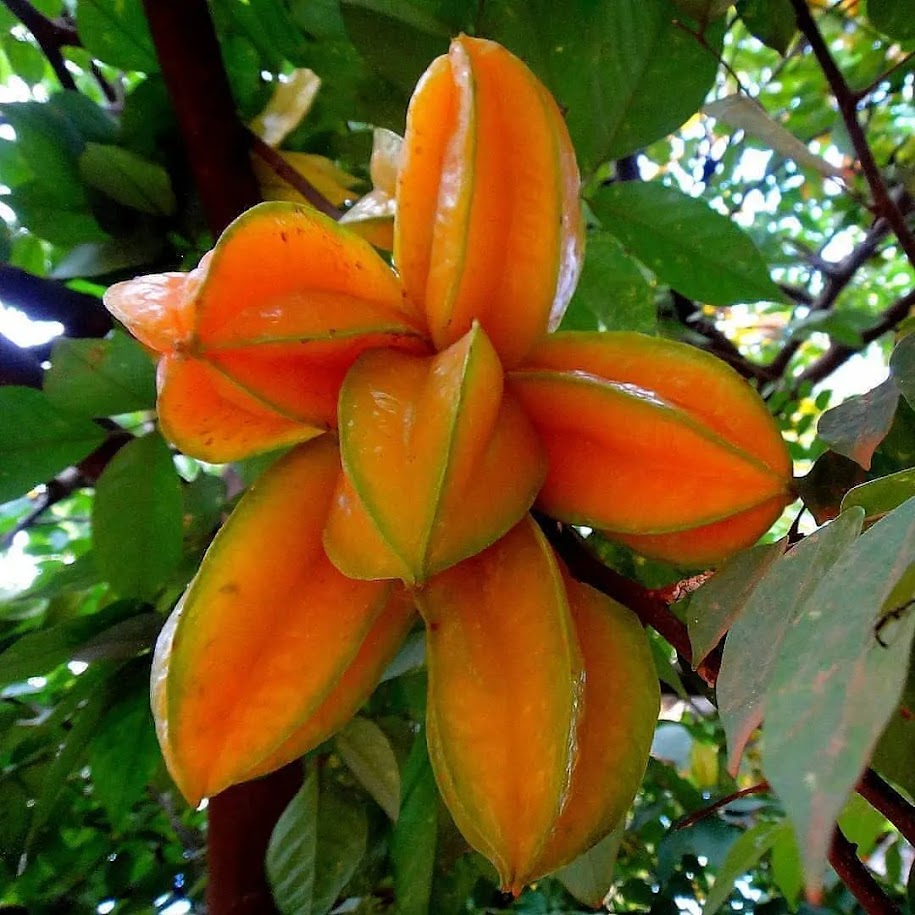 jual pohon buah bibit belimbing dewi cepat jakarta selatan Bengkulu