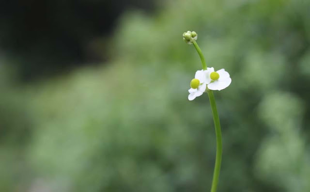 Broadleaf Arrowhead Flowers Pictures