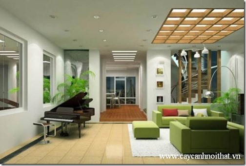 cay-canh-phong-thuy-6