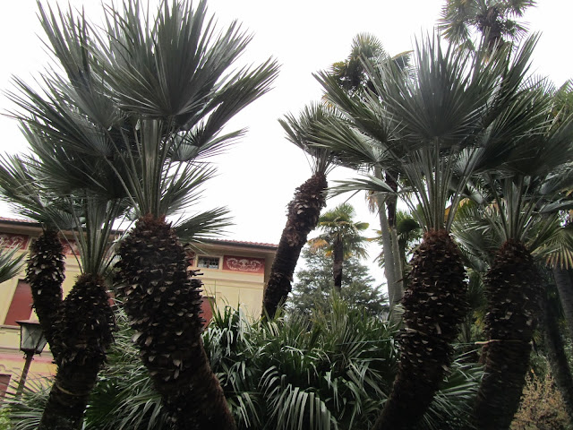 Chamaerops humilis