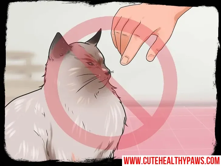 How to get your cat to stop biting and scratching