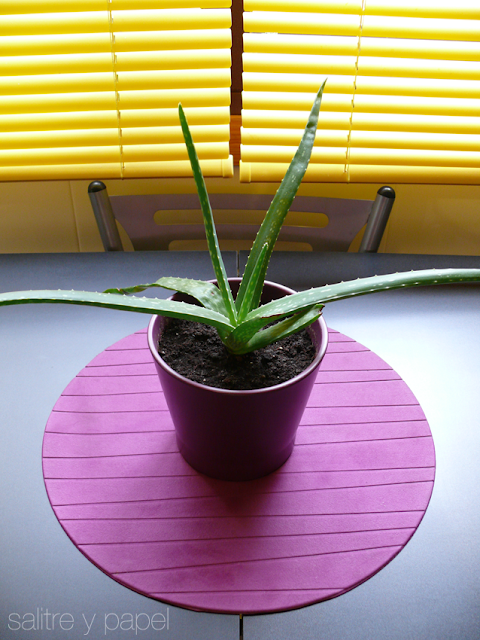 aloe vera