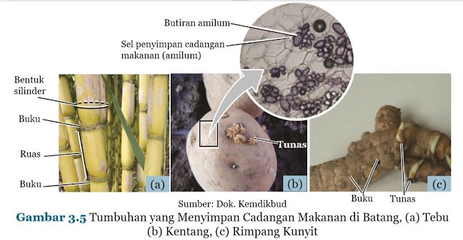 Tumbuhan yang Menyimpan Cadangan Makanan di Batang, (a) Tebu (b) Kentang, (c) Rimpang Kunyit