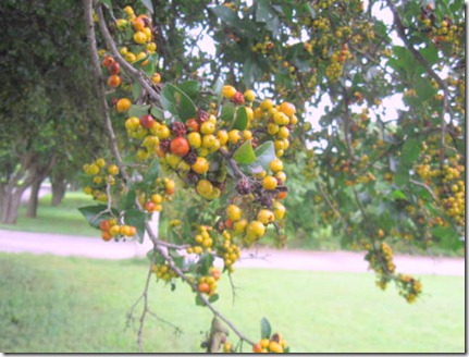 Anaqua berries