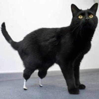 Oscar si kucing bionik pertama di dunia