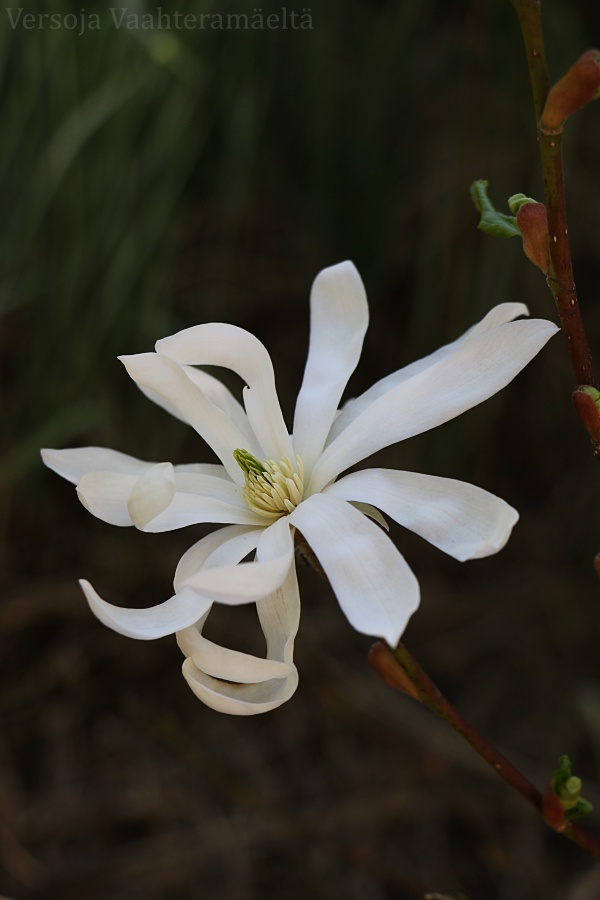 Magnolian ensimmäinen kukka