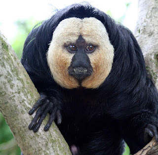 world monkey photos white face saki monkey found in south america in brazil french guiana guyana suriname and venezeula