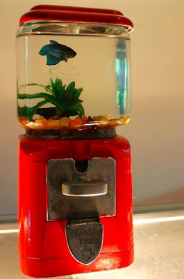 Aquarium Cupang Bentuk Toples