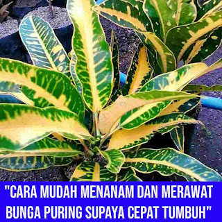 Cara merawat bunga puring