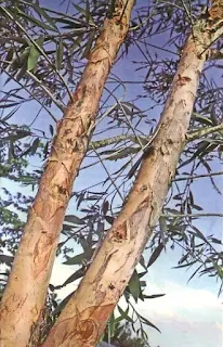 pohon eucaliptus