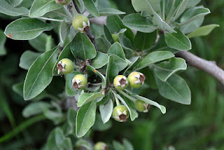 Груша лохолистная (Pyrus elaeagnifolia, =Pyrus elaeagrifolia)