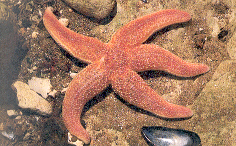 estrella de mar. aquatic animals