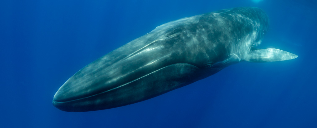 Blue Whales Eat an Astounding 96 Pounds of Microplastics Every Single Day