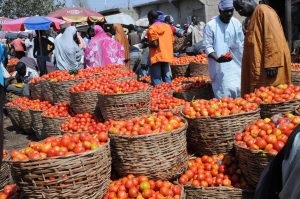 ‘Tomato Ebola’ devastes Nigeria’s tomato harvest