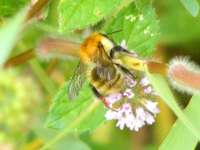 Common Carder Bee	Bombus pascuorum, Indre et Loire, France. Photo by Loire Valley Time Travel.