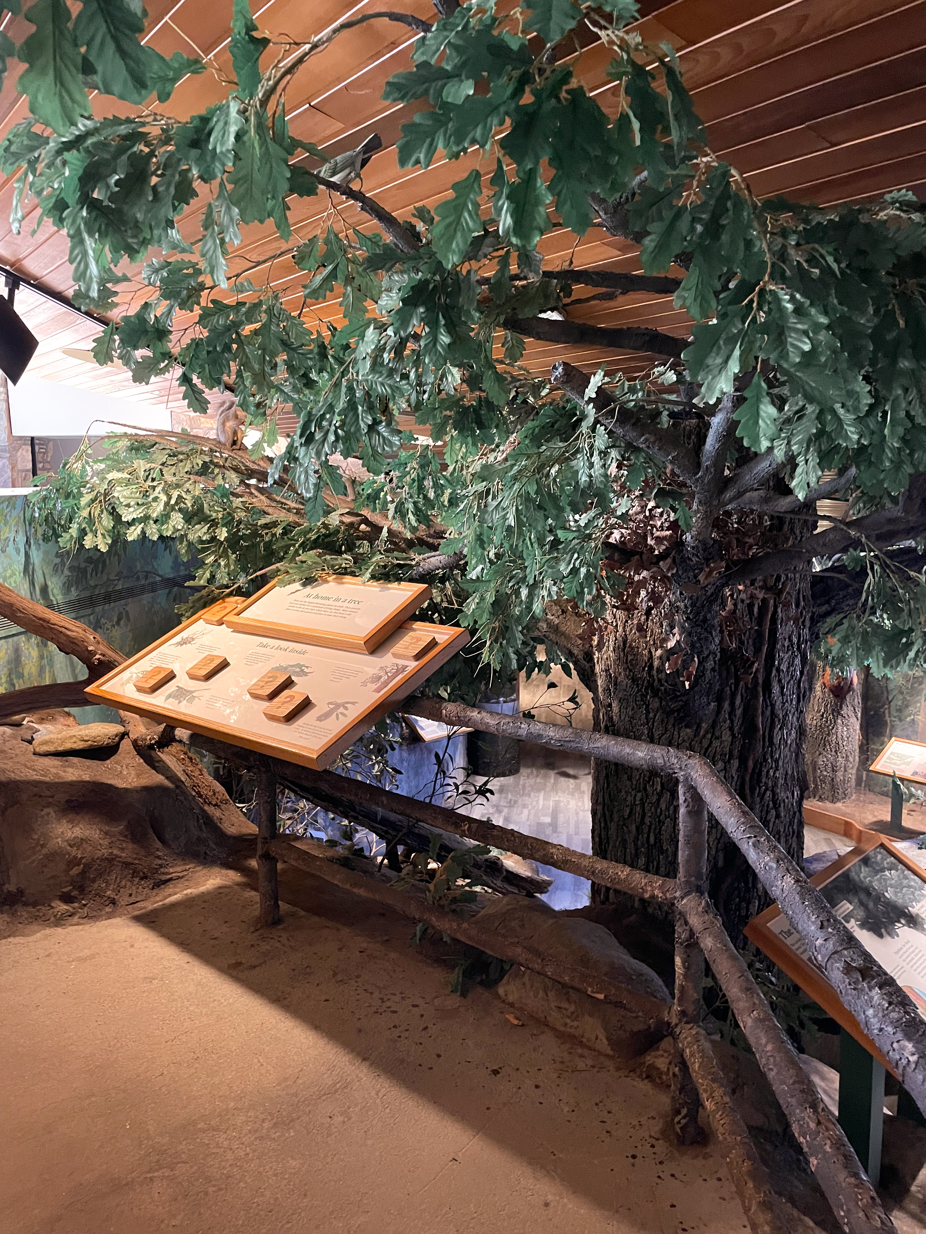 The Cradle of Forestry's Museum