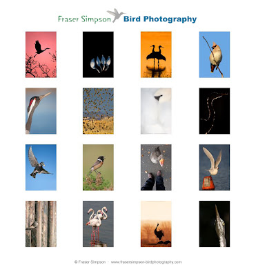 © Fraser Simpson  ·  www.frasersimpson-birdphotography.com