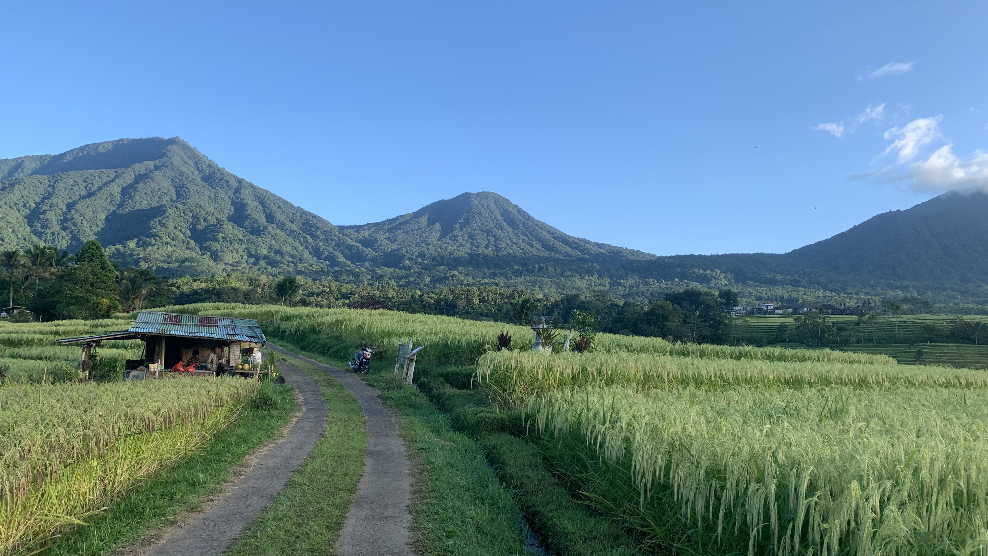 Penginapan Jatiluwih