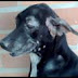 UTILIDADE PÚBLICA: Cresce o número de casos de leishmaniose em cães do DF