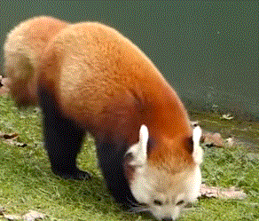Red Panda Gif Red Panda Gif Rock